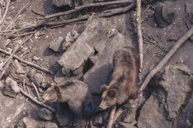 Yukarıdan bakan iki kahverengi ayı yiyecek istiyor.