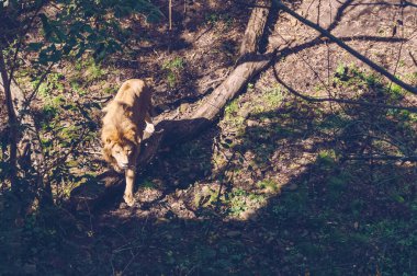 Güneşli bir günde aslanın üzerinde yürüdüğünü görmek