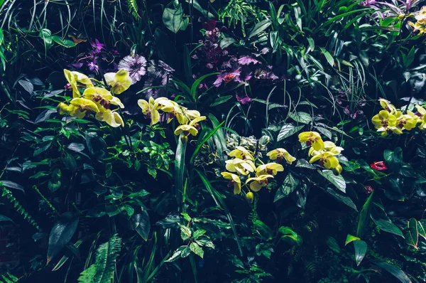 Duże Kwitnące Żółte Storczyki Jako Część Tropikalnego Pionowego Ogrodu — Zdjęcie stockowe