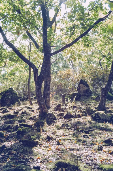 Beleza Das Árvores Florestais Encharcadas Pelo Sol — Fotografia de Stock