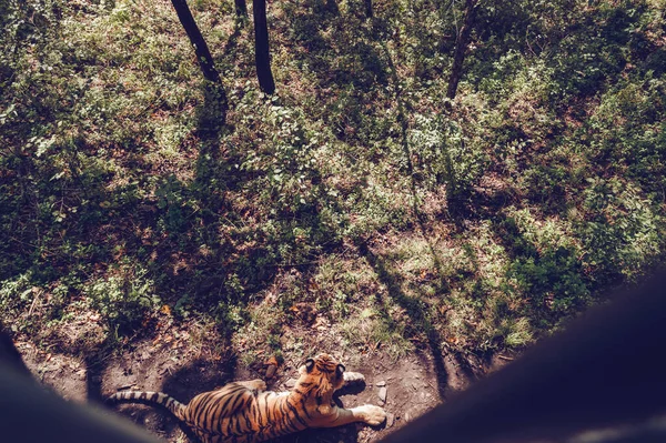 Вид Сверху Лежащего Земле Амурского Тигра Солнечный День — стоковое фото