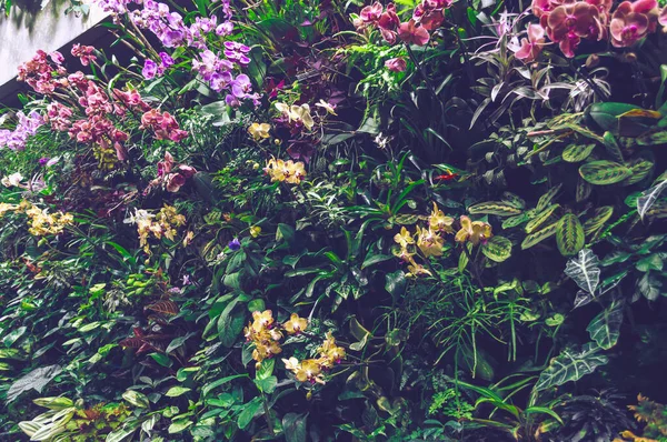 Piękno Pionowego Ogrodu Rosnących Roślin Tropikalnych Kwitnącymi Storczykami — Zdjęcie stockowe