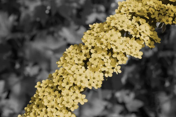 Black White Photo Branch Blooming Flowers Colored Yellow — Stock Photo, Image