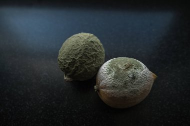 Siyah arkaplanda yeşil ve beyaz küf limonlarının dokusunu kapat