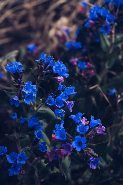 Bliska Widok Kwitnących Kwiatów Dziurawca Wiosnę Syberii — Zdjęcie stockowe