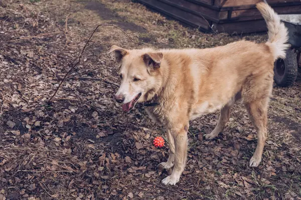 おもちゃの玉の近くの裏庭に立つ上級犬 — ストック写真