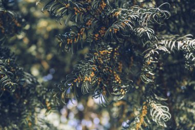 Güneşli bir günde baharda açan porsuk ağacı (Taxus baccata) Rusya 'nın Kırmızı Kitabı' nda yer almaktadır.
