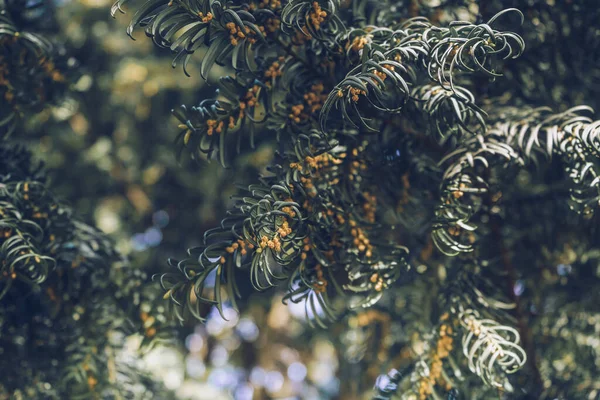 Güneşli bir günde baharda açan porsuk ağacı (Taxus baccata) Rusya 'nın Kırmızı Kitabı' nda yer almaktadır.