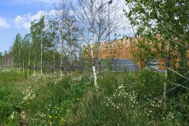 Yaz huş ağaçları ve yabani bitkiler güneş panelleri yakınında yaz günü bitki dikerler.