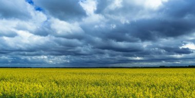 Sarı tecavüz bitkisi yazın karanlık ve dramatik gökyüzünün altında çiçek açar.