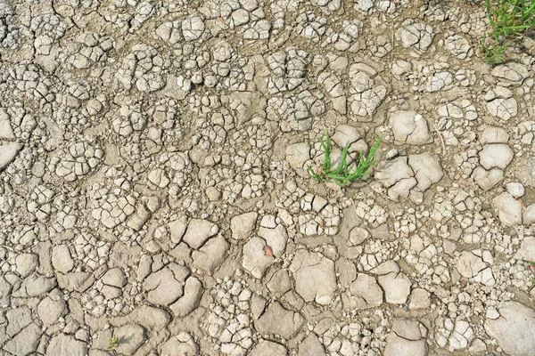 Gewöhnliches Gewächs Wächst Durch Rissige Getrocknete Salzige Böden Umweltkonzept Globale — Stockfoto