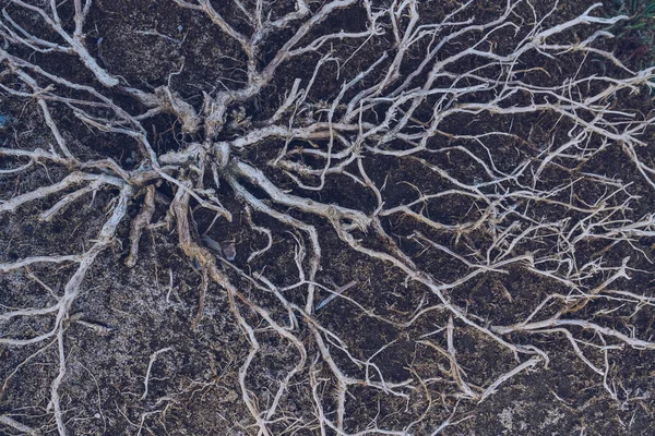 Uvadlé Větve Rostlin Dobrá Koncepční Šablona Pro Dědictví Stromu Nebo — Stock fotografie
