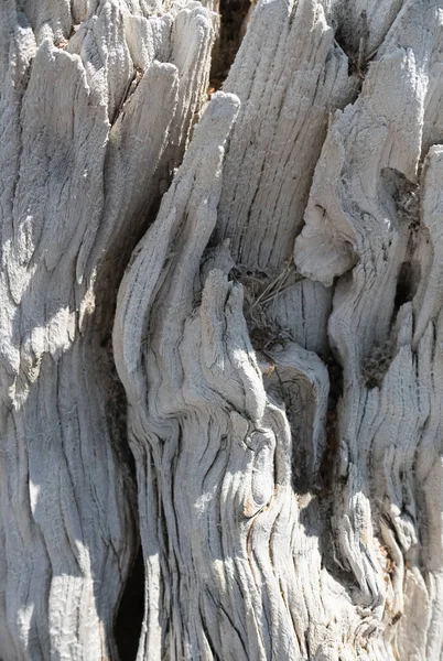 Стара Дерев Яна Текстура Пня Стає Яким Пухнастим Волокном Під — стокове фото
