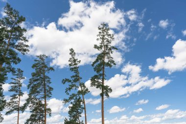 tall spruce trees with beautiful cloudscapes on background at summertime