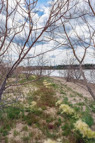 Coast Salty Lake Steppe Climate Feather Grass Glasswort Growing —  Fotos de Stock