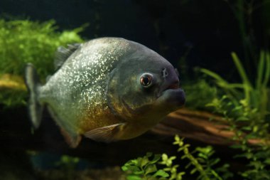 Yüzen pirana balığının göletteki kafasının yakın görüntüsü.