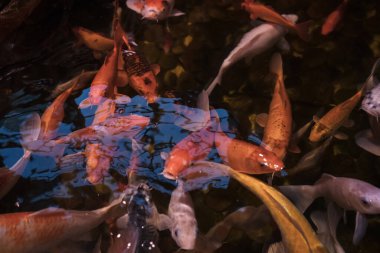 Gökyüzünden renkli koi sazan balığı manzarası 