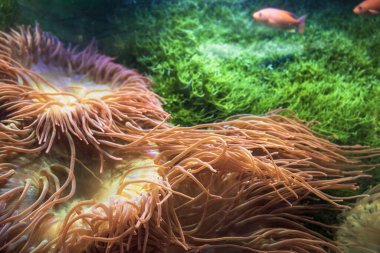 Kabarcık uçlu deniz şakayıkları, deniz yosunları ve bulanık pembe balıklarla sualtı arka planı
