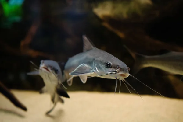 Imagem Engraçada Sorrindo Guri Peixe Gato Mar Gênios Genidens — Fotografia de Stock