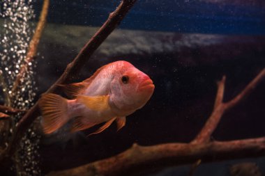 Kırmızı şeytan cichlid veya cichlasoma labiatum yakın görünüm