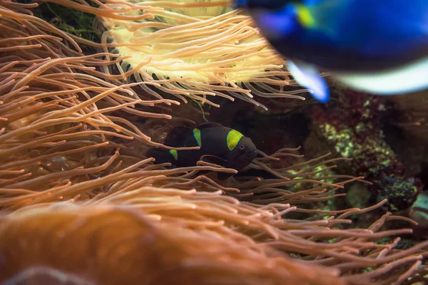 Önünde Bulanık Mavi Tang Olan Kestane Rengi Palyaço Balığı Premnas — Stok fotoğraf