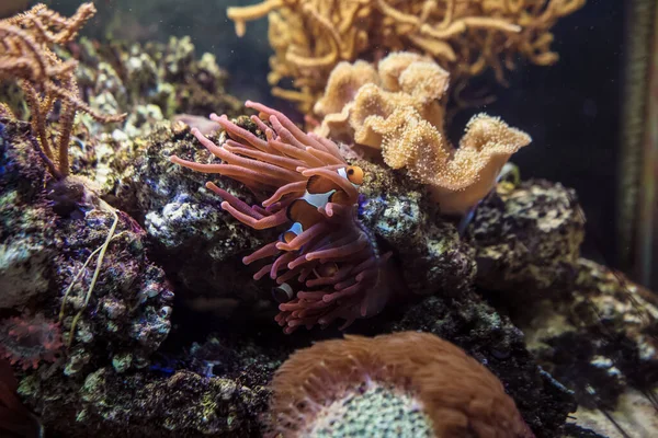 Vista Cerca Amphiprion Ocellaris Con Anémonas Toadstool Cuero Sarcophyton Coral —  Fotos de Stock