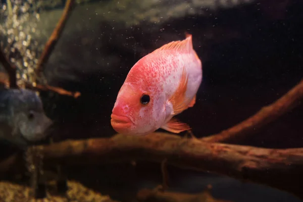 Czerwony Diabeł Cichlid Lub Cichlasoma Labiatum Widok Głowy — Zdjęcie stockowe