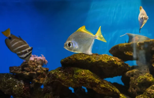 Στενή Θέα Της Κολύμβησης Ασημένιο Moonyfish Κοινώς Γνωστό Ασημένιο Moony — Φωτογραφία Αρχείου