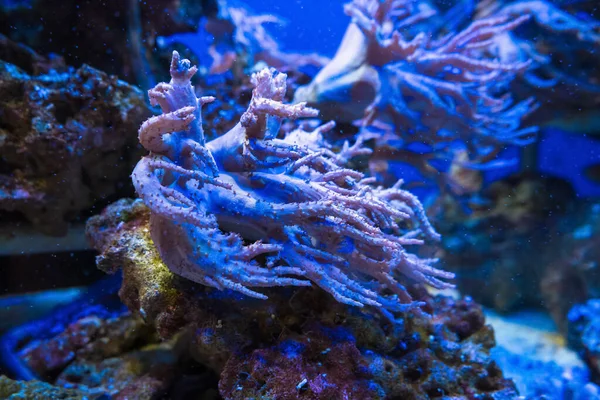 Suyun Altında Şeytanlar Ele Mercanları Yakından Görüyor — Stok fotoğraf