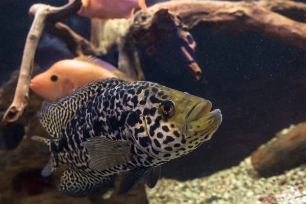 Vista Próxima Cabeça Nadar Ciclídeo Jaguar Parachromis Managuensis — Fotografia de Stock