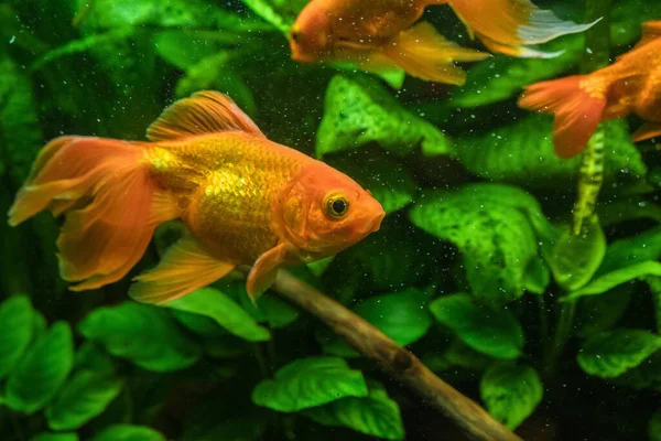 Jasne Złote Rybki Carassius Auratus Pływające Akwarium Zielonymi Wodorostami Morskimi — Zdjęcie stockowe