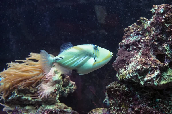 Arka Planda Şakayık Resif Bulunan Lagün Tetikleyici Balığı Rhinecanthus Aculeatus — Stok fotoğraf