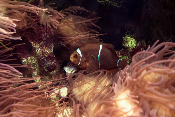 Kestane Rengi Palyaço Balığı Veya Hayvan Görünümünde Premnas Biaculeatus — Stok fotoğraf