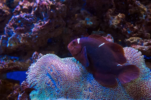 Yumuşak Mercan Üzerinde Yüzen Kestane Rengi Palyaço Balığını Yakından Görmek — Stok fotoğraf