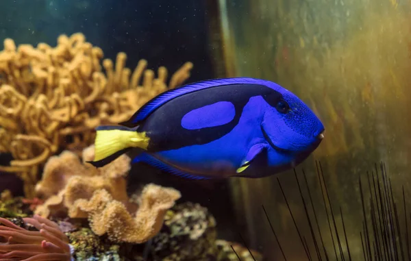 swimming Blue tang (Paracanthurus hepatus) fish with corals and anemones on background