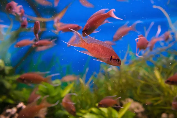 Σχολείο Των Λιανικών Κιχλίδων Lamprologus Brichardi Που Κολυμπούν Μέσα Ενυδρείο — Φωτογραφία Αρχείου