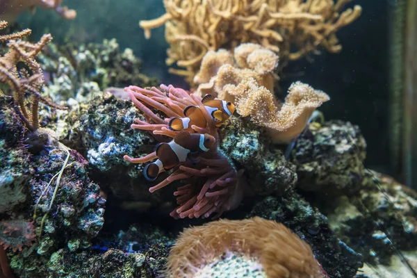 Mutualismos Simbióticos Com Anêmonas Dois Amphiprions Ocellaris Nadando Perto Anêmona — Fotografia de Stock