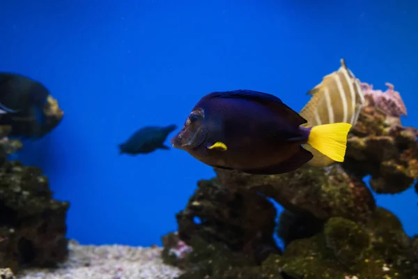 Yüzme Sarı Kuyruklu Tang Zebrasoma Xanthurum Görüntüsünü Kapat — Stok fotoğraf