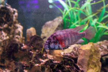 yüzme astatotilapia burtoni (haplochromis)
