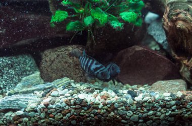 pair of convict cichlids (cichlasoma nigrofasciatum) swimming in fish tank clipart