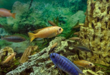 Scrapermouth mbuna (labeotropheus trewavasae) ve yüzen diğer cichlasoma türleri 