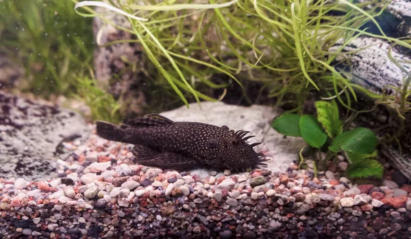 Liggend Bodem Van Een Aquarium Meerval Ancistrus Dolichopterus — Stockfoto