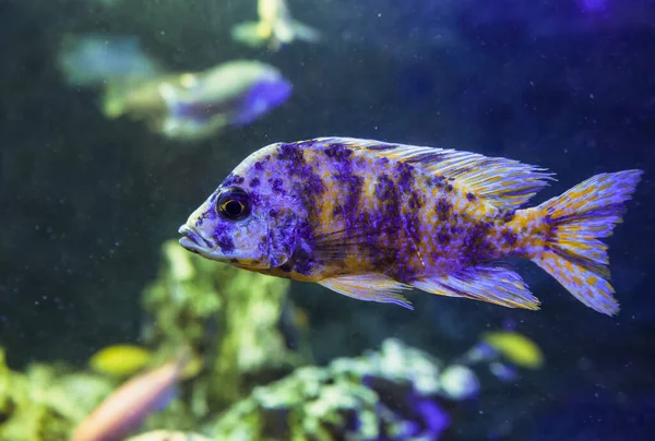 Yüzen Tavuskuşu Cichlid Yakın Görüntüsü — Stok fotoğraf