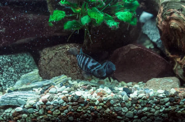 Par Cíclidos Convictos Cichlasoma Nigrofasciatum Nadando Pecera —  Fotos de Stock