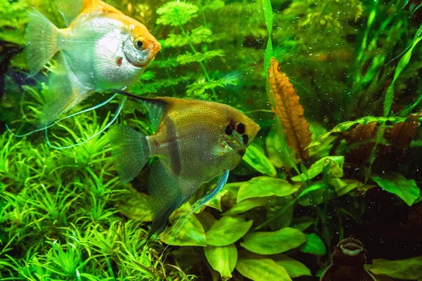Рыбы Ангелы Разных Цветов Плавают Аквариуме — стоковое фото