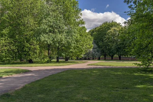 Exuberante Follaje Del Parque Isla Kant Kaliningrado Primavera —  Fotos de Stock