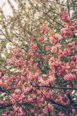 Kwanzan kirazı ve elma ağaçlarıyla bahar bahçesi manzarası