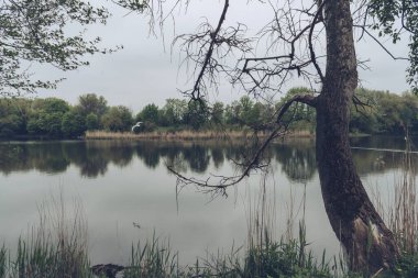 Kasvetli bir günde gölün kenarında kısmen kurumuş bir ağaç ve göl üzerinde uçan bir kuş.