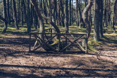 Güneşli bir günde Curonian tükürüğünde dans eden ormanların köknar ağaçları korunur.