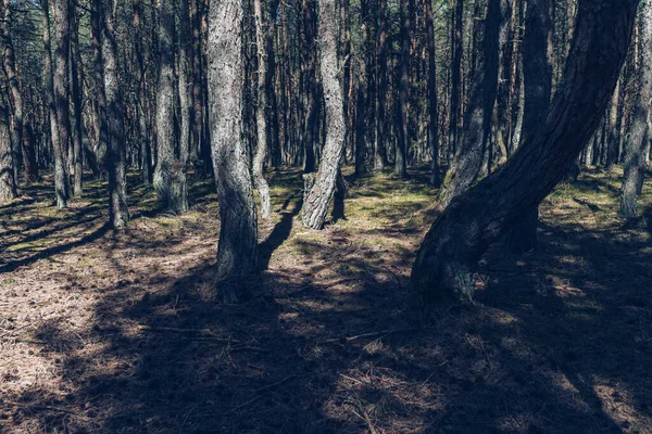 Dansant Arbres Forestiers Curonina Broche Couverte Mousse Lichen Jour Ensoleillé — Photo